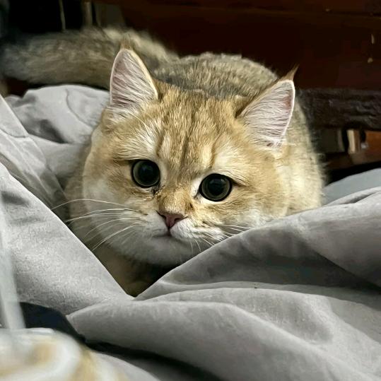阿金哥