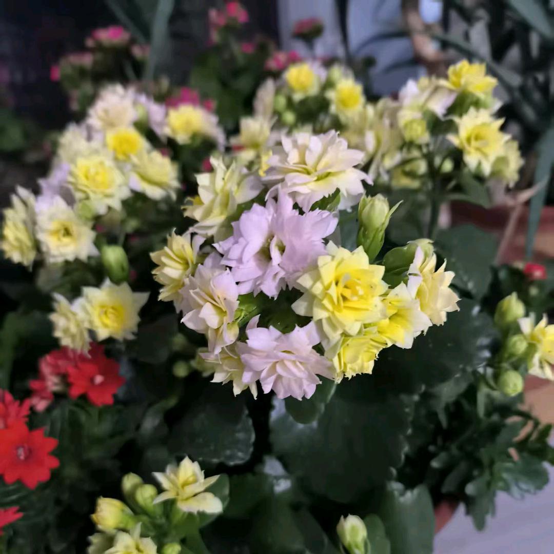 波哥好物严选店