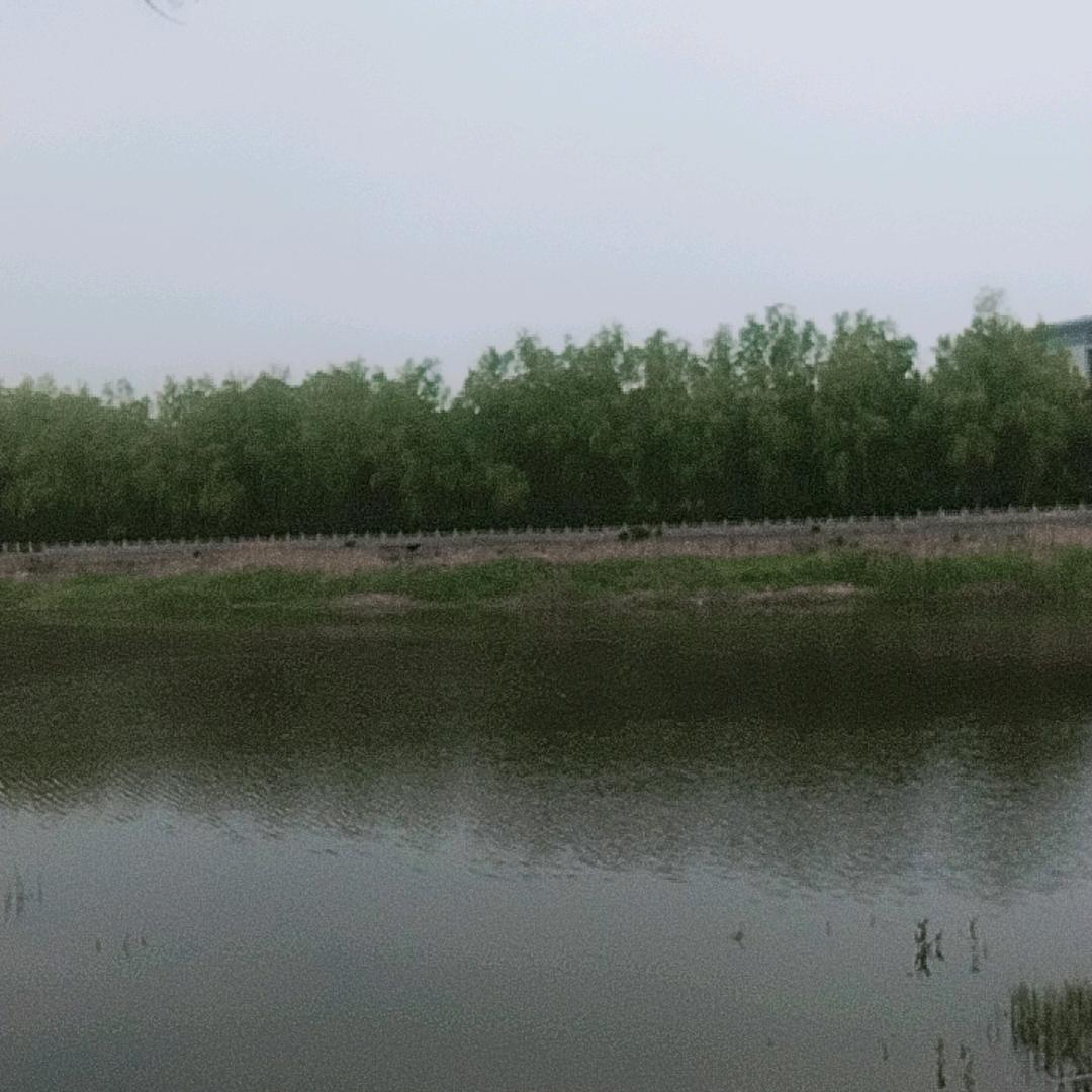 落叶随风