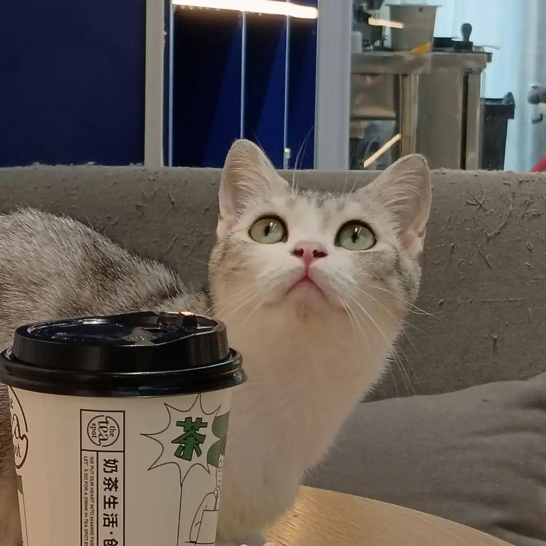 薯片的灵魂
