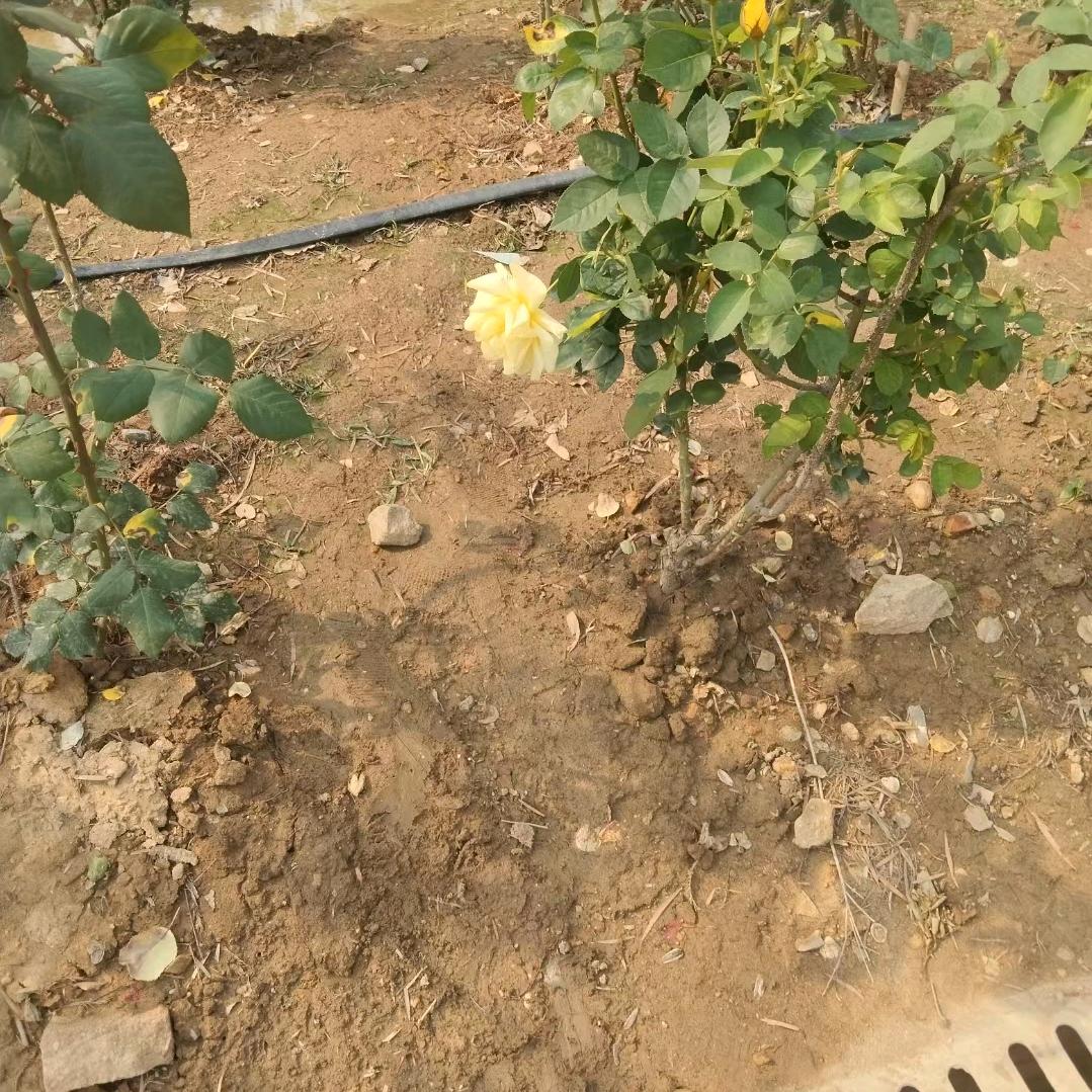 ༺❀ൢ¹个人看雪ൢ❀༻•