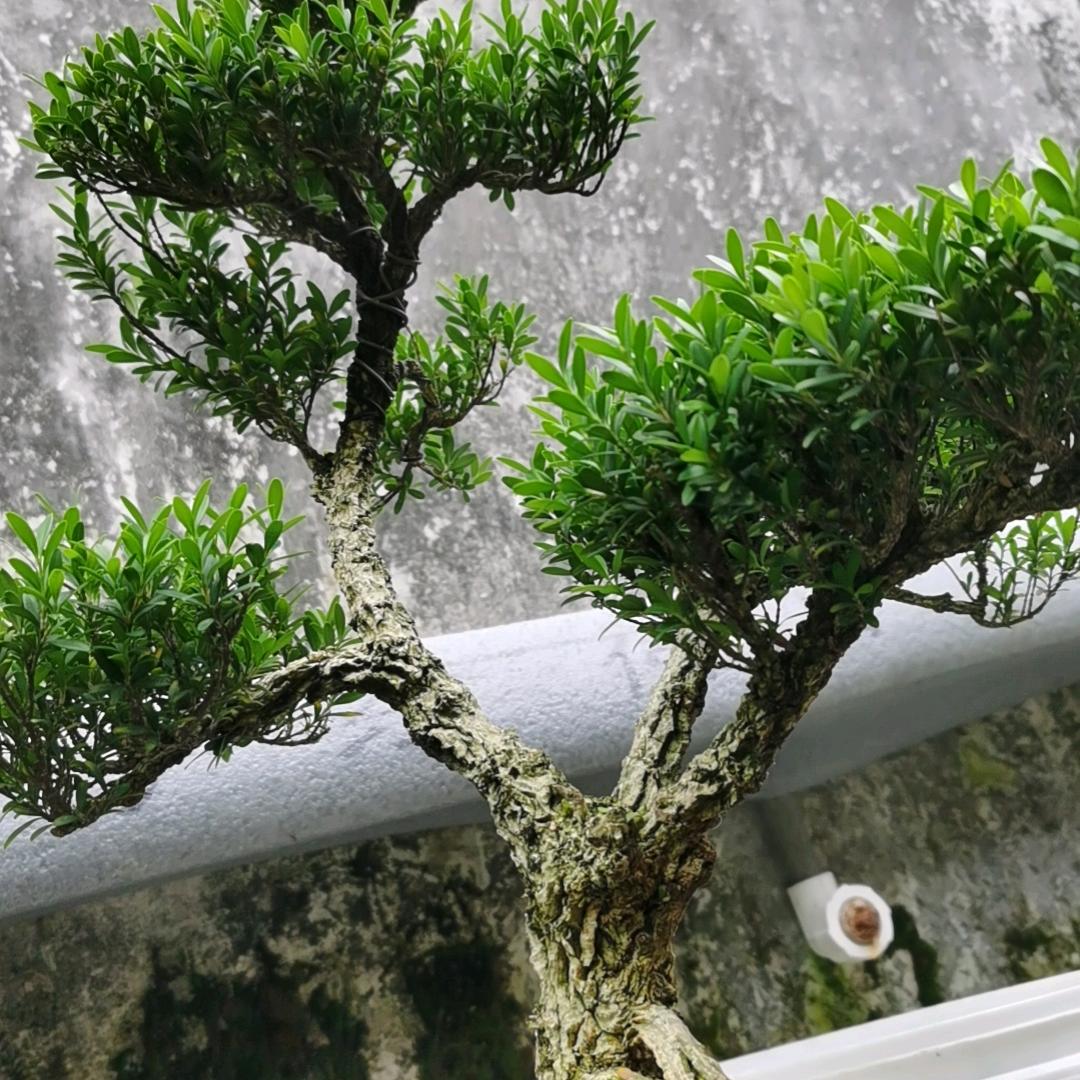 厚德载物。