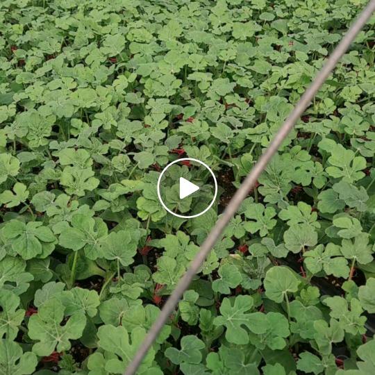 专业嫁接出售西瓜苗