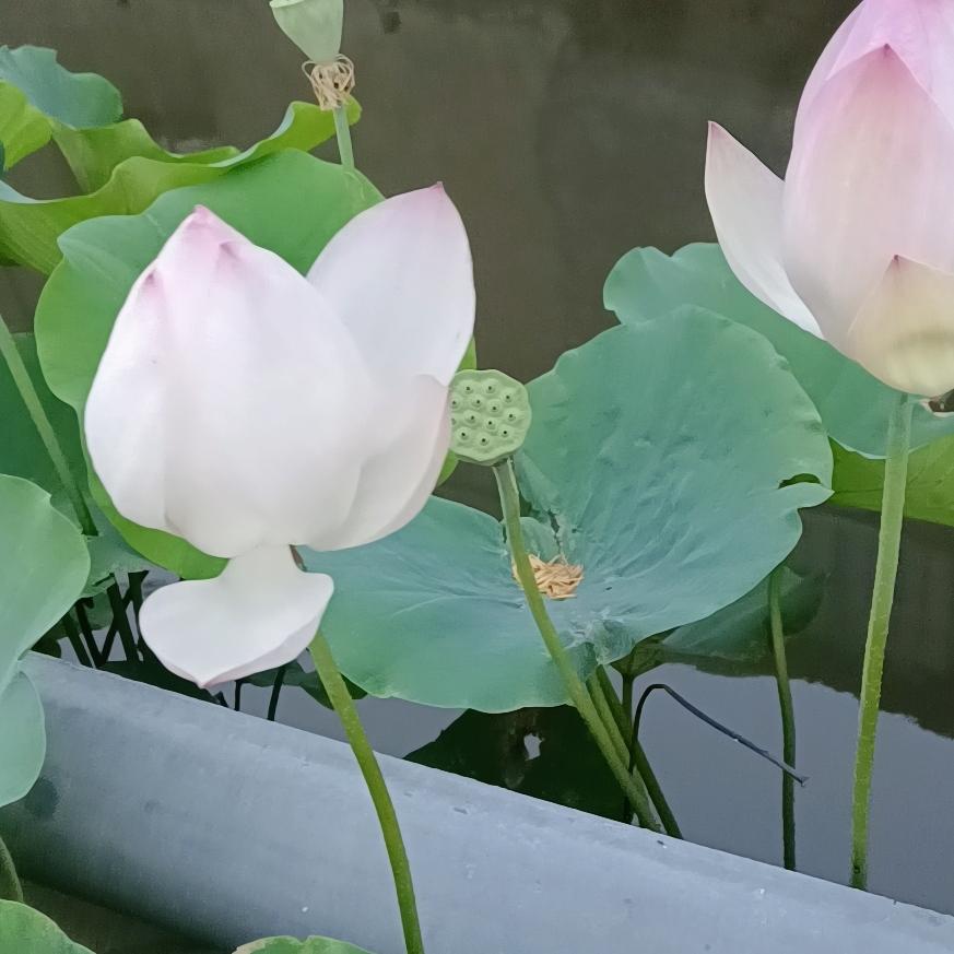 袁来不是你
