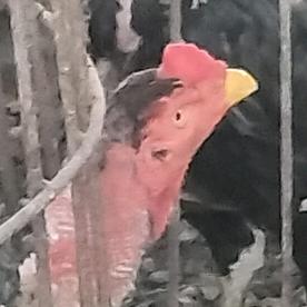 斗鸡小张