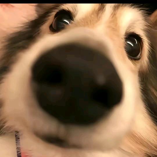 叶绿体我最爱