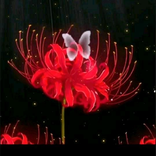 🥀᭄无.心ꦿ💕