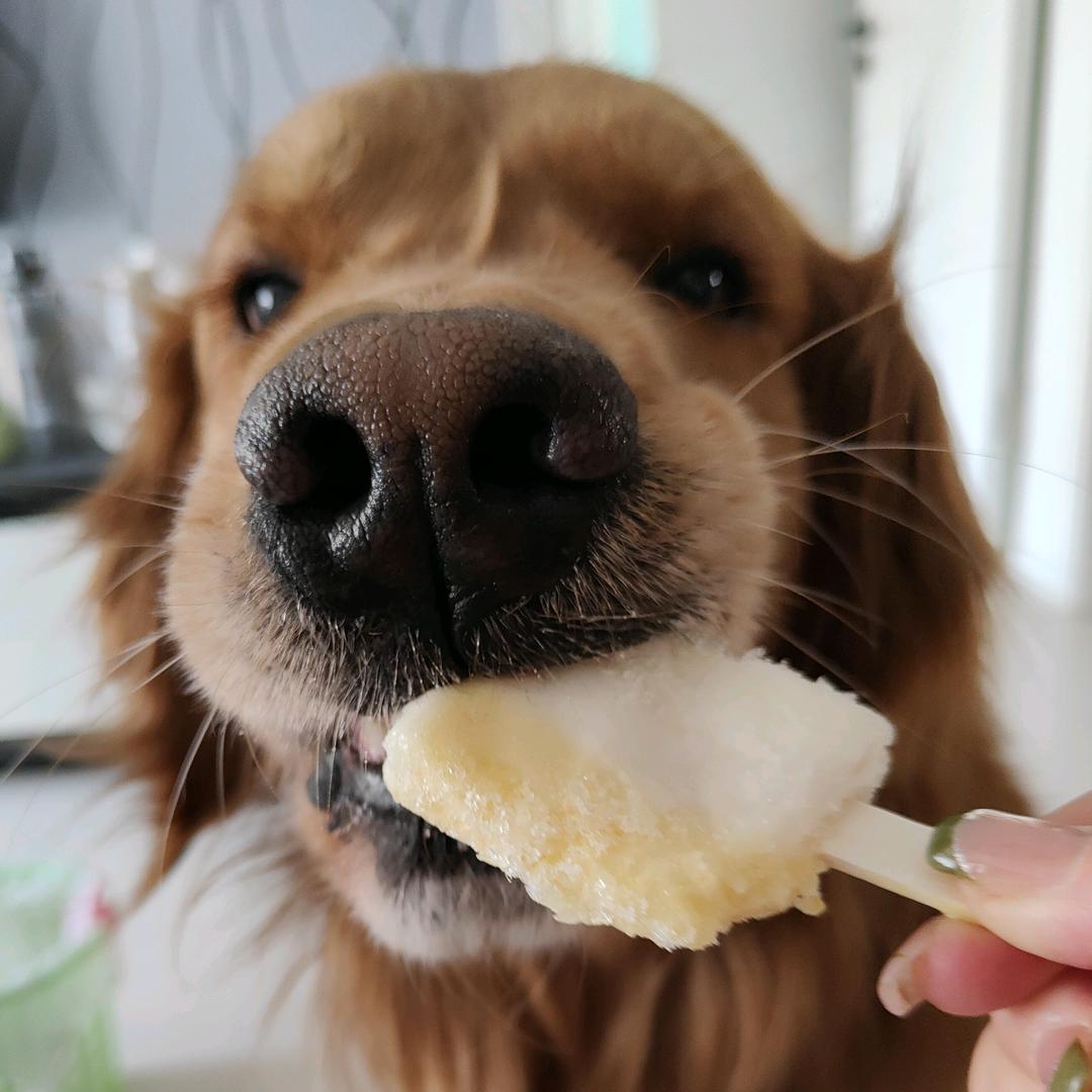 狗子大叫一声我是麦兜兜