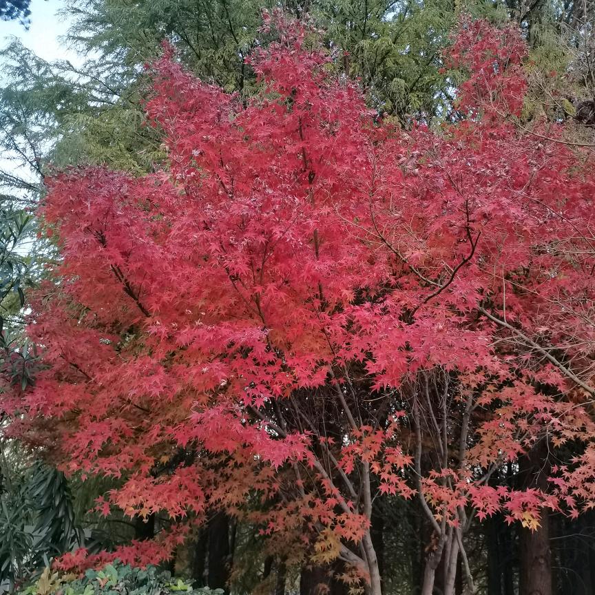 平