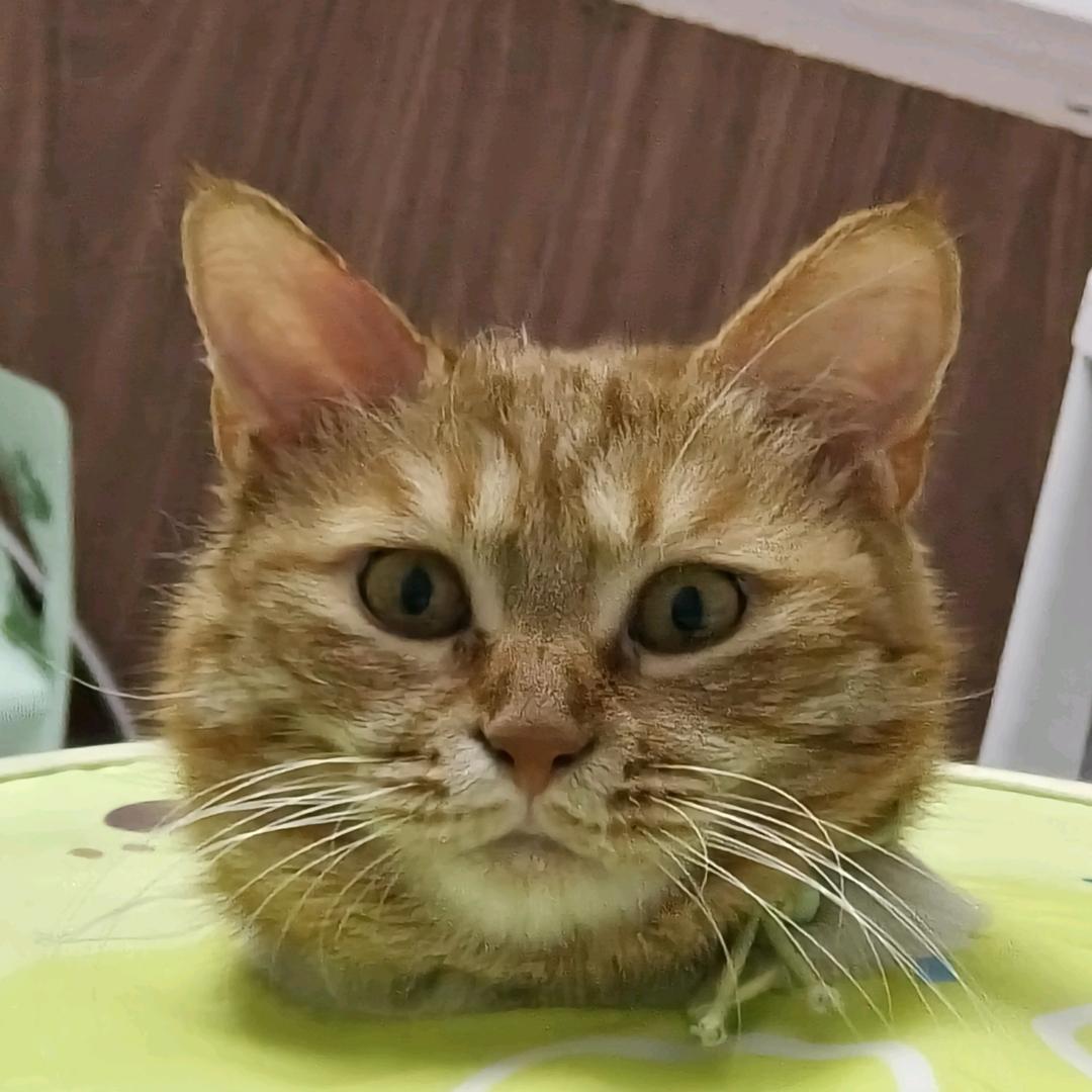 来来 来了（见过阿蒲²）