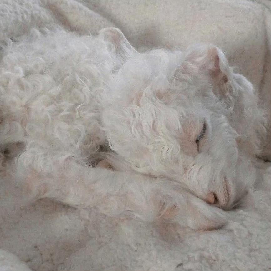 人家就是一个坏蛋啊