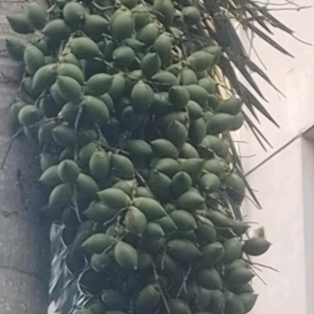 盾牌养护