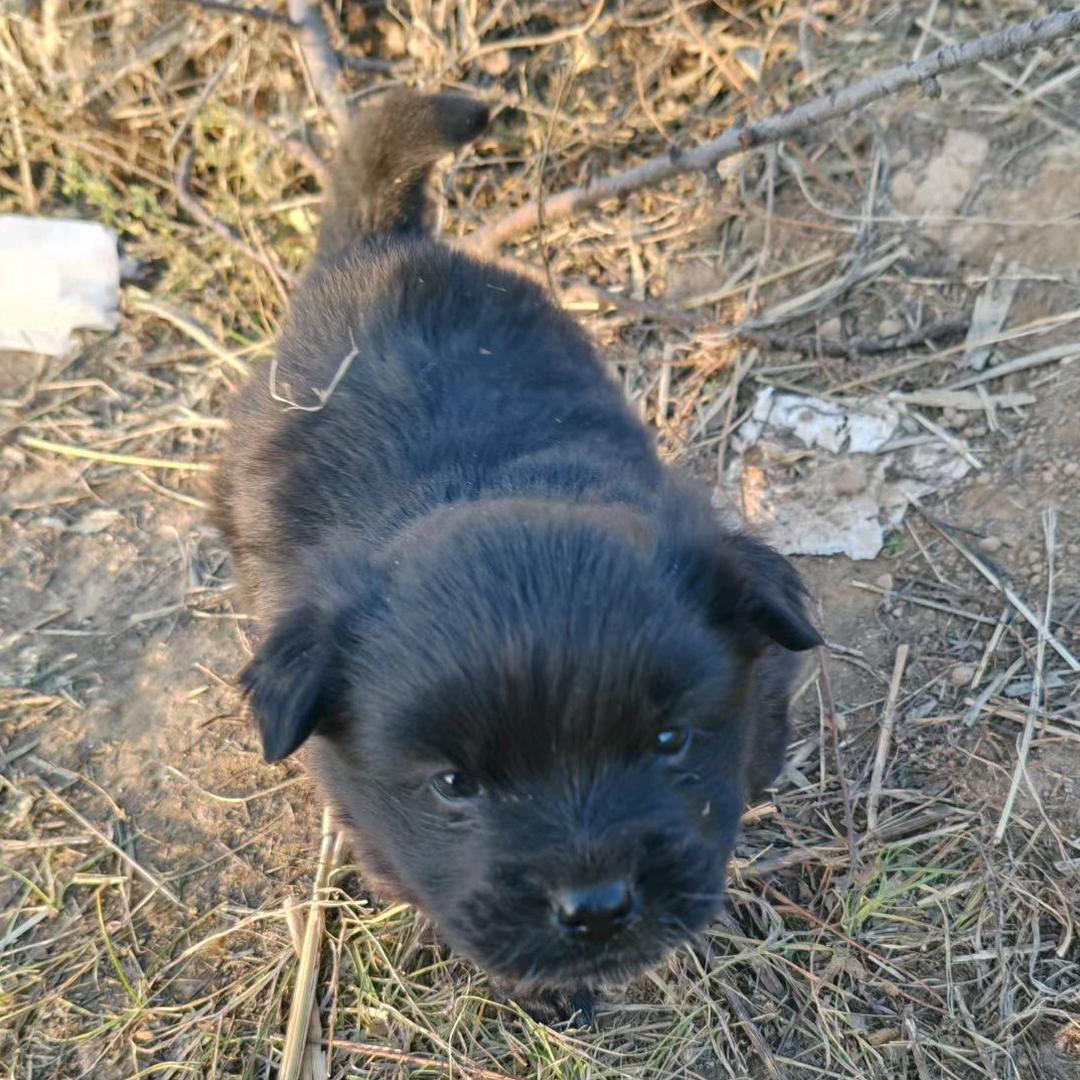 驾校狗---小小黑