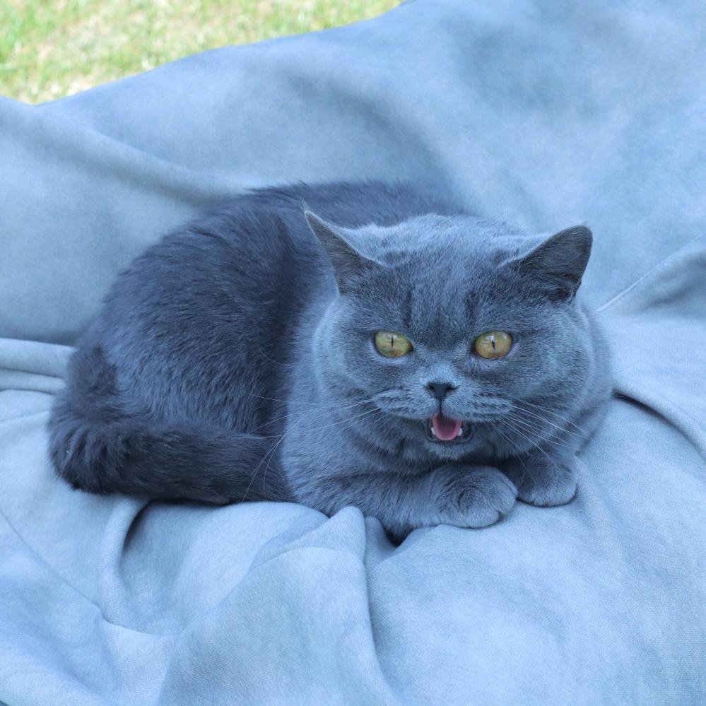 西伯利亚大暴龙