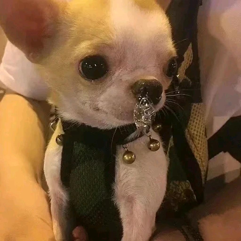 野原新之助（宁芙奖请投囚徒