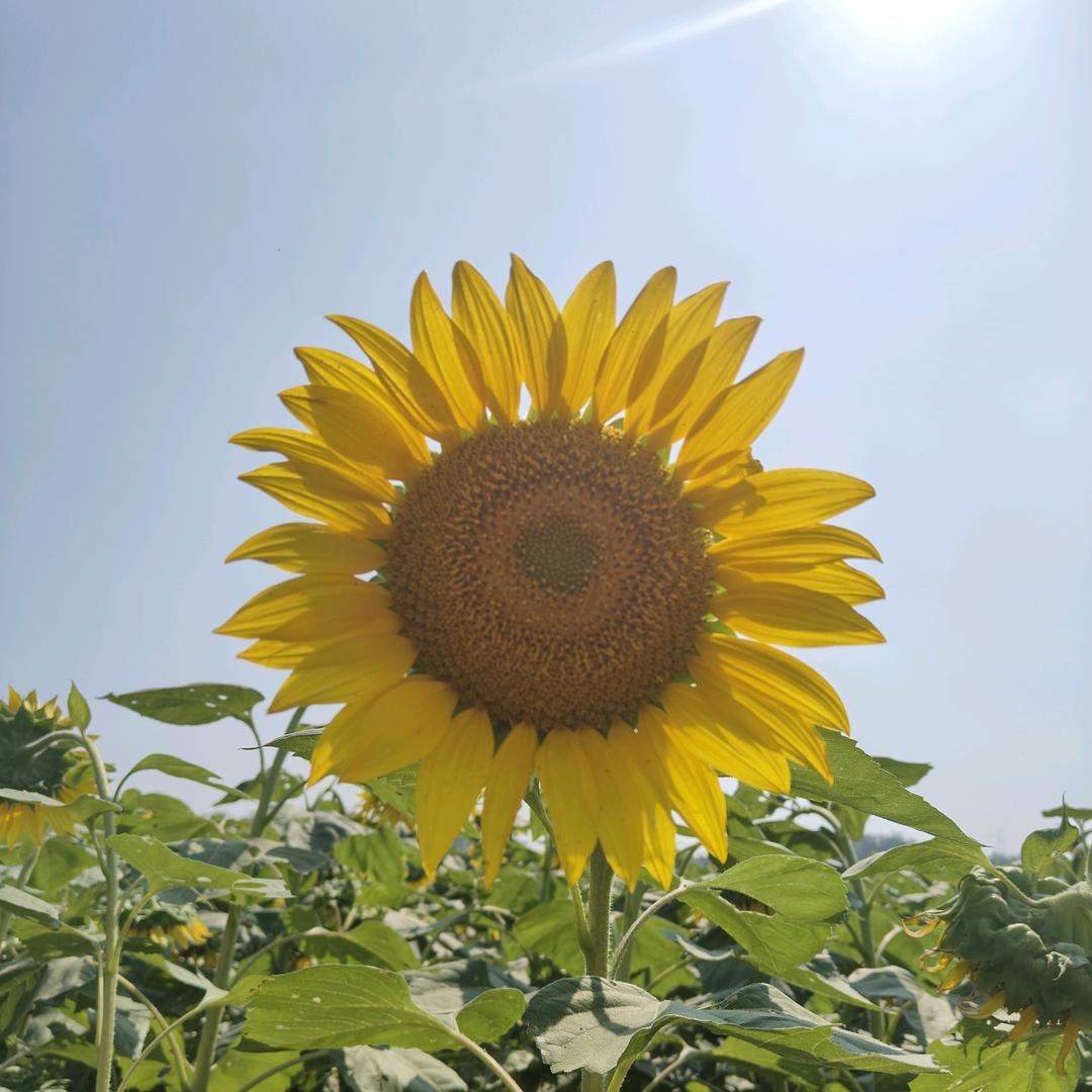 莹