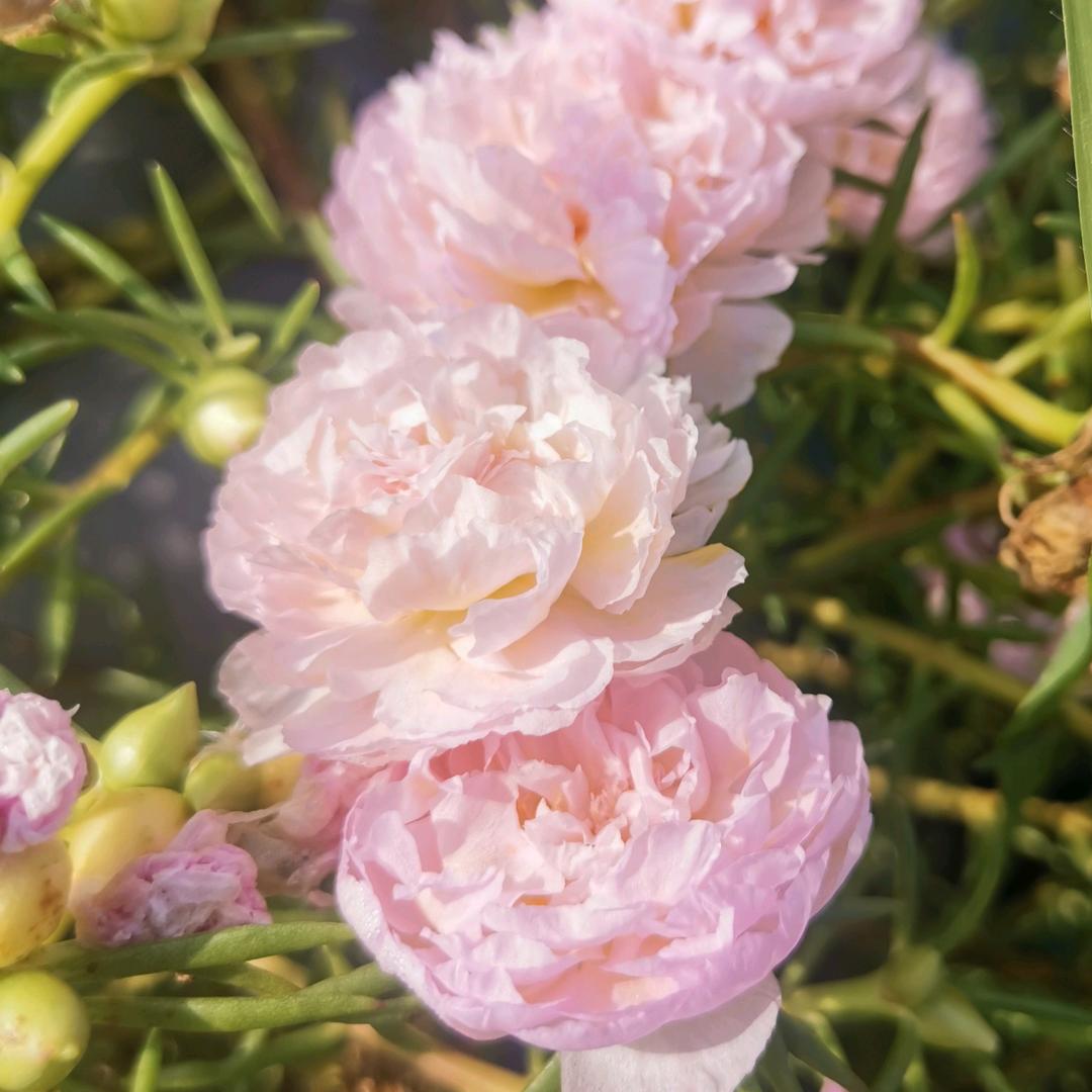 咩小咩种花