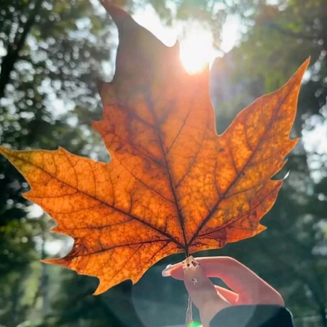 叶落🍂