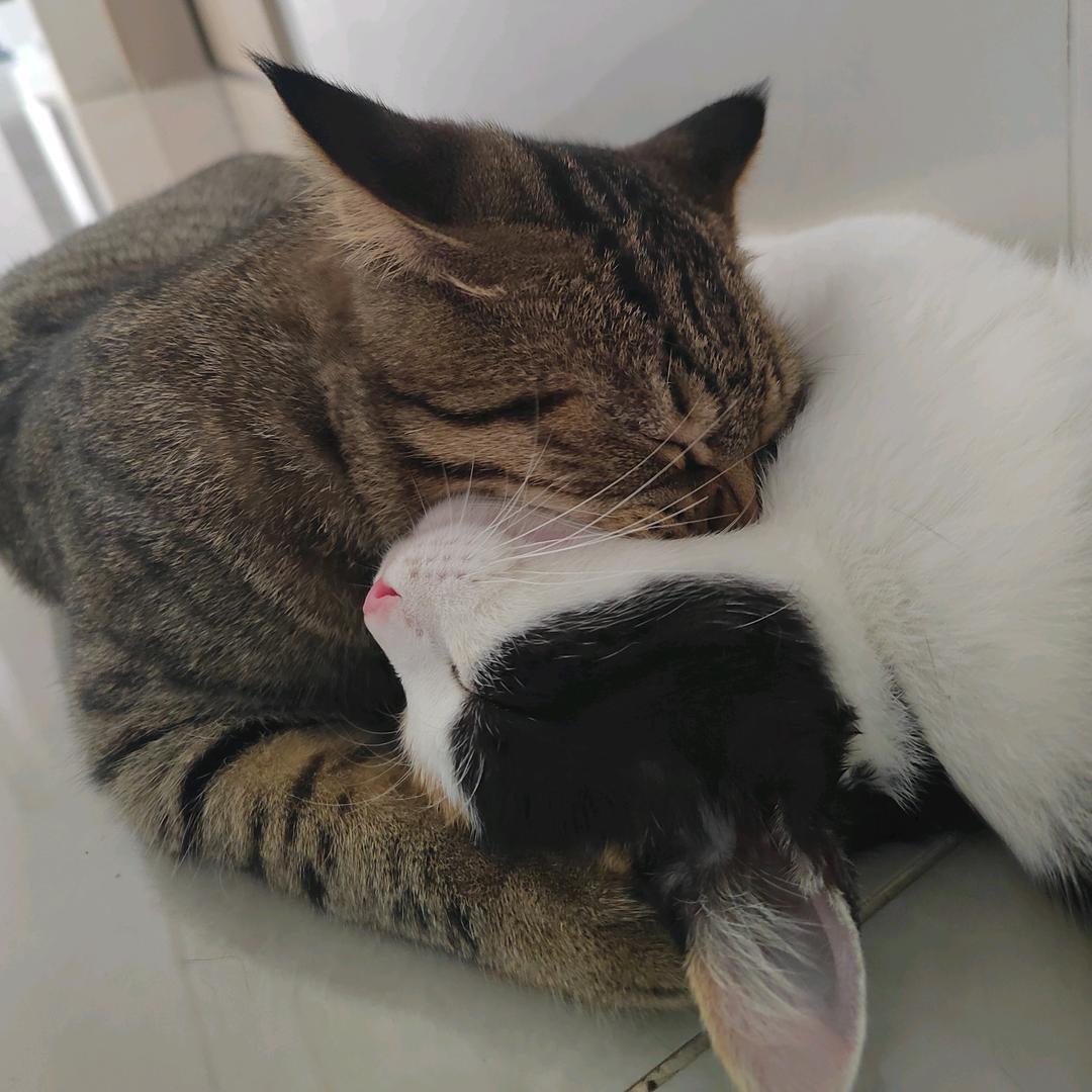 猫狗一窝