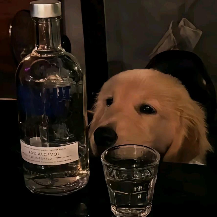 小猫的下鱼天
