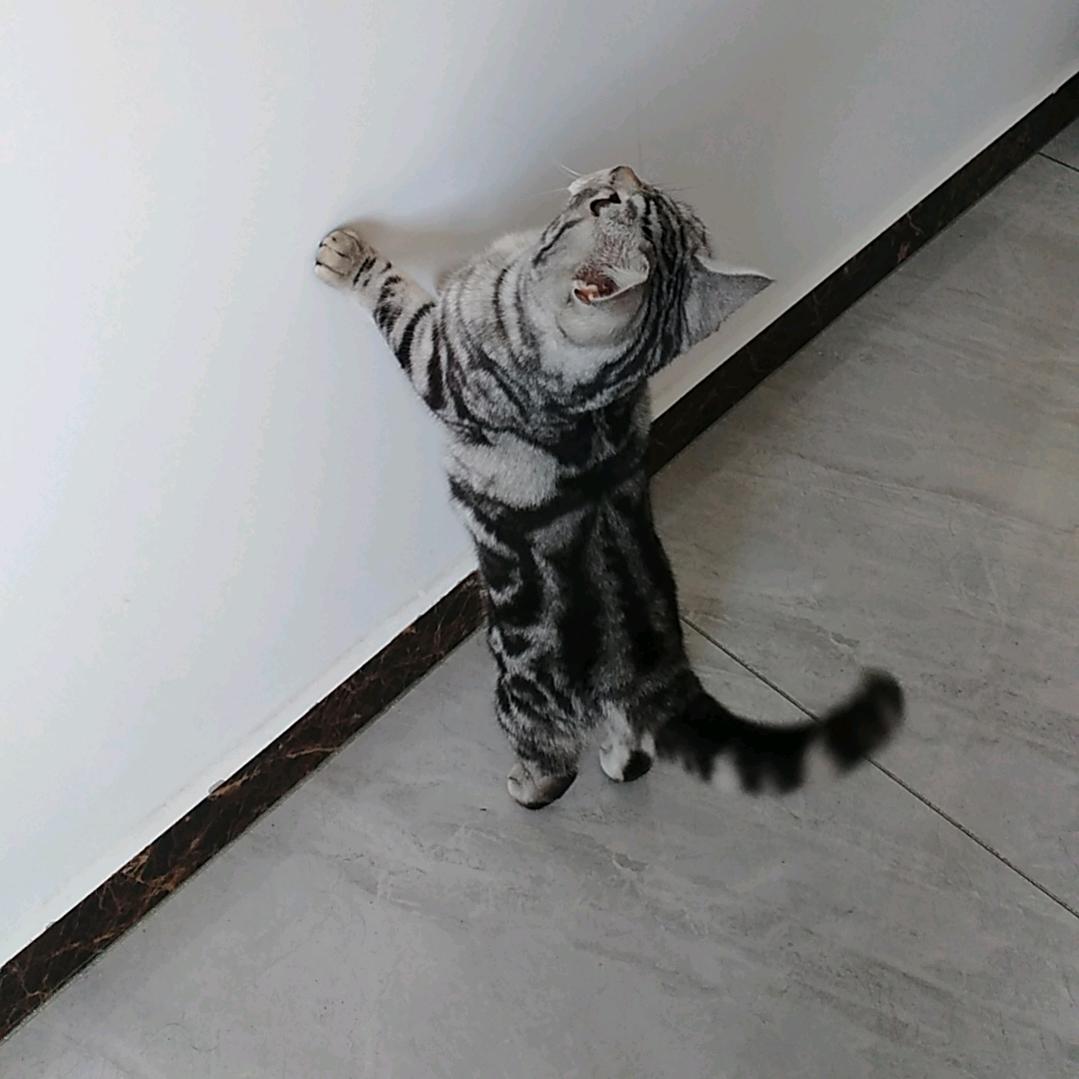 王真