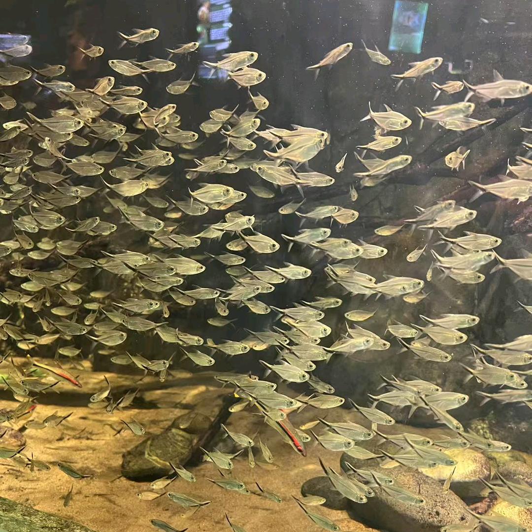 小高高