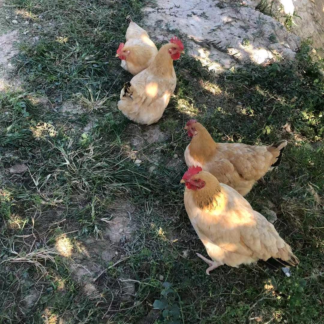 聚鑫达客家鸡农场