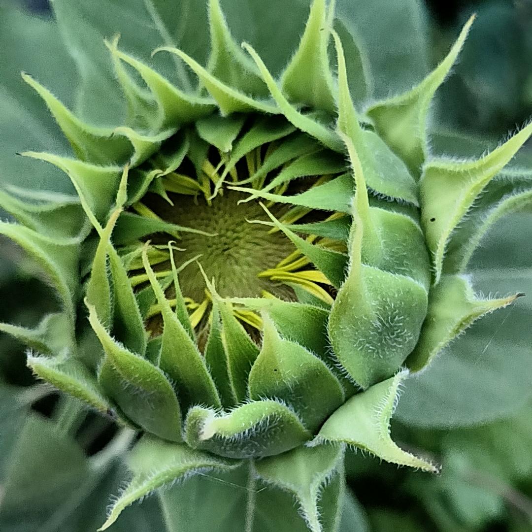 🍀葵花子☔