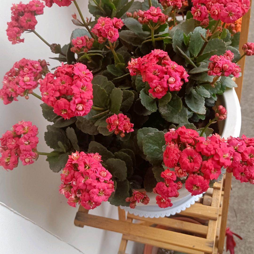 小草²⁶⁸⁸☀