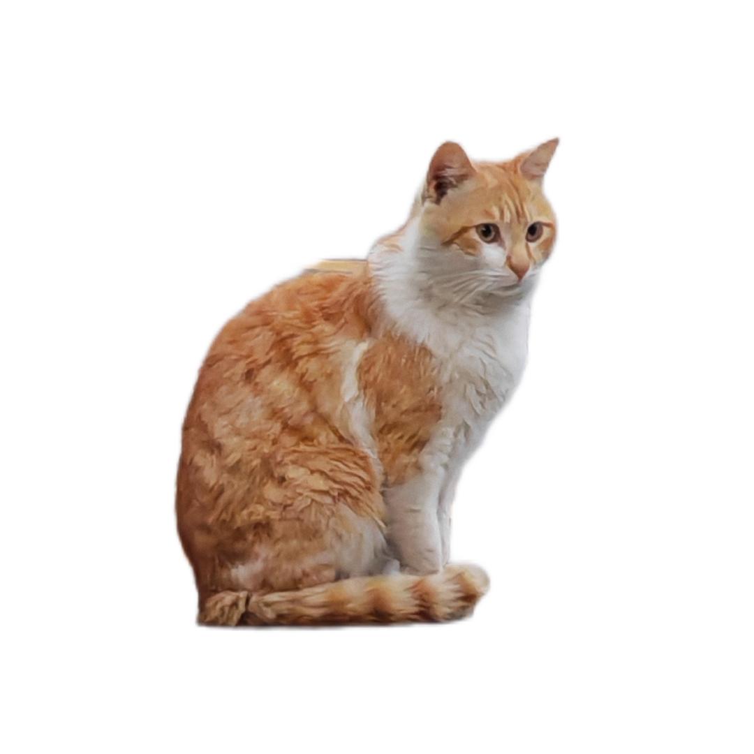 小麻花（见过周深张杰版）