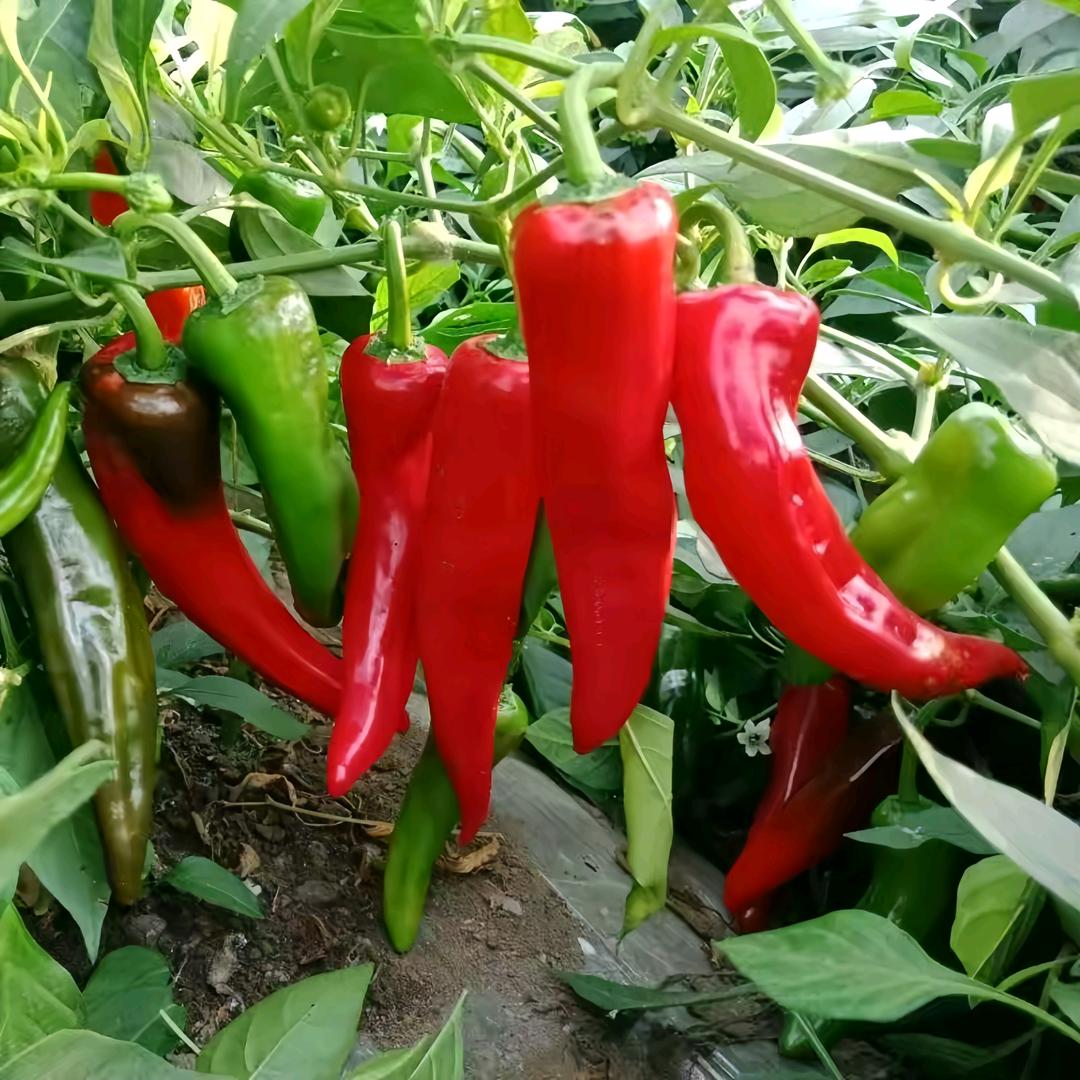 辣椒种植技术（陈老师）