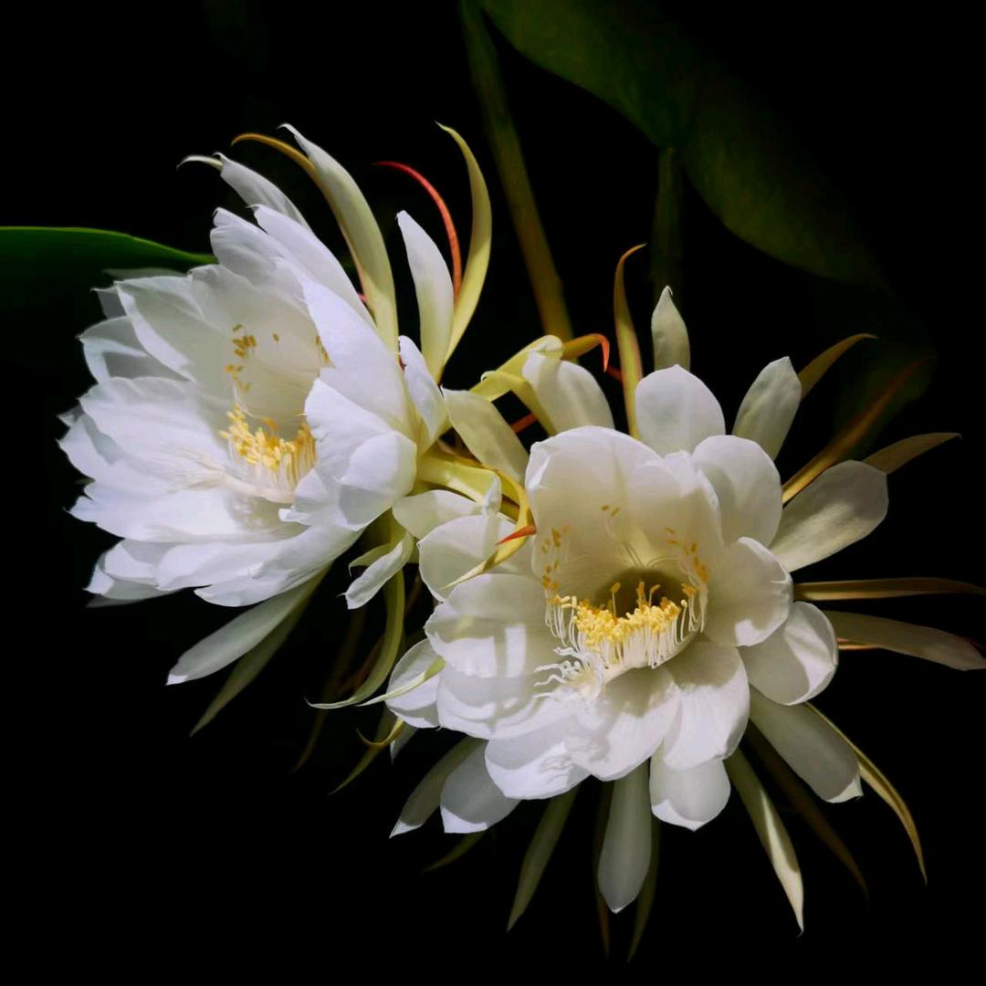 智慧花开（＾＿＾）☆