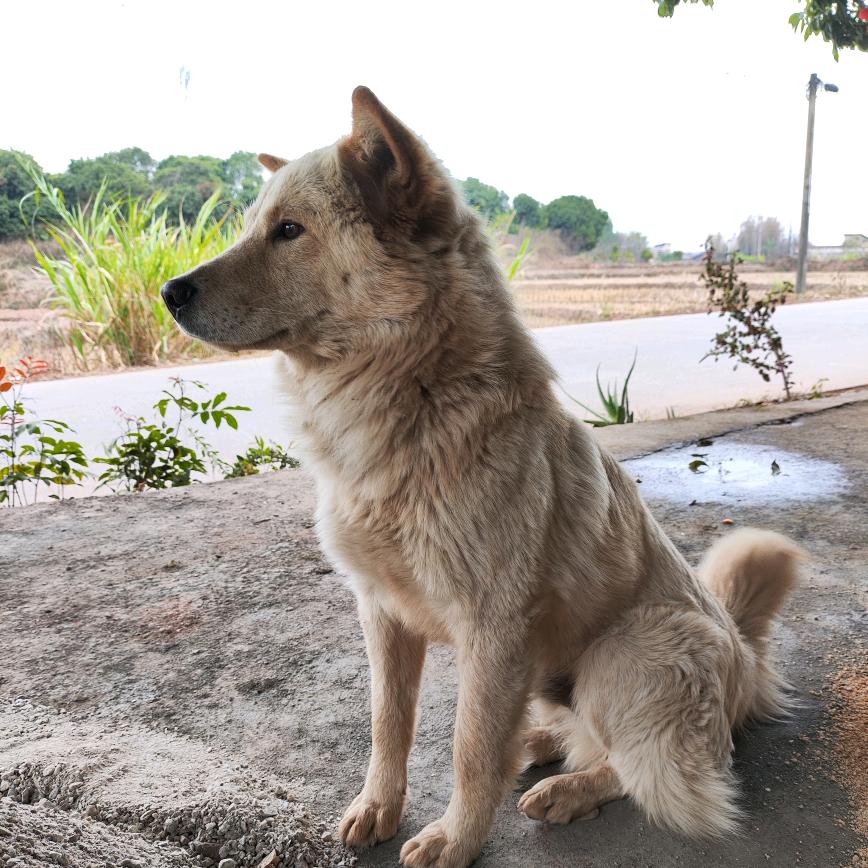 小白小白快回来