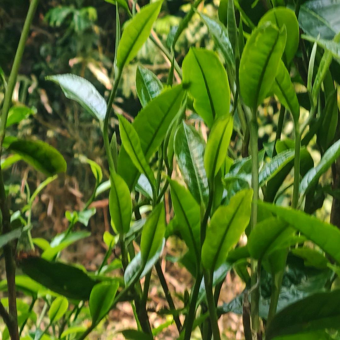 最初的梦想maketea茶孩儿