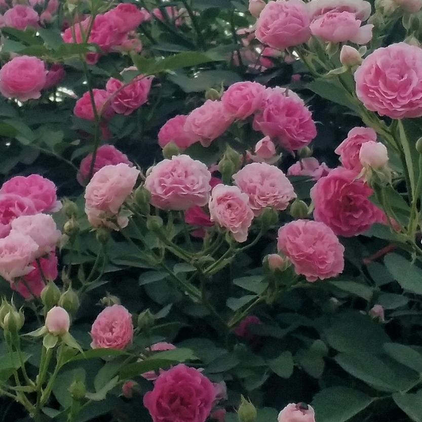 九牛○