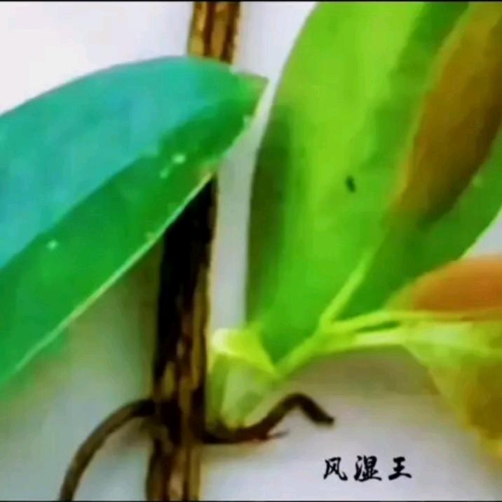 风湿王