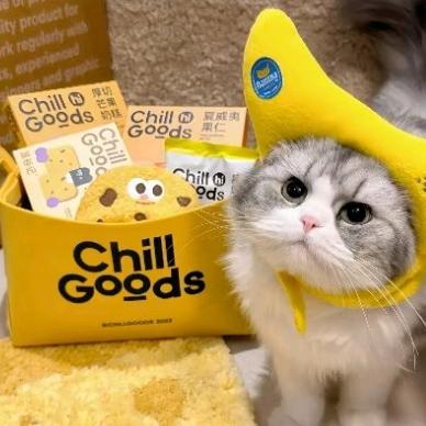 吊猫