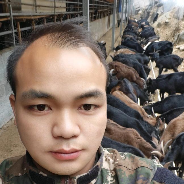 爽哥养羊生活