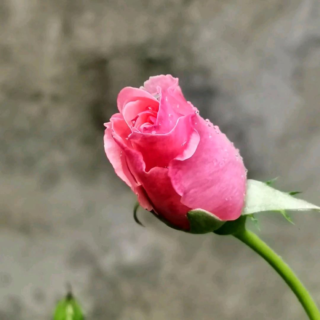 与光·同尘。