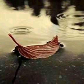 雨诺情感