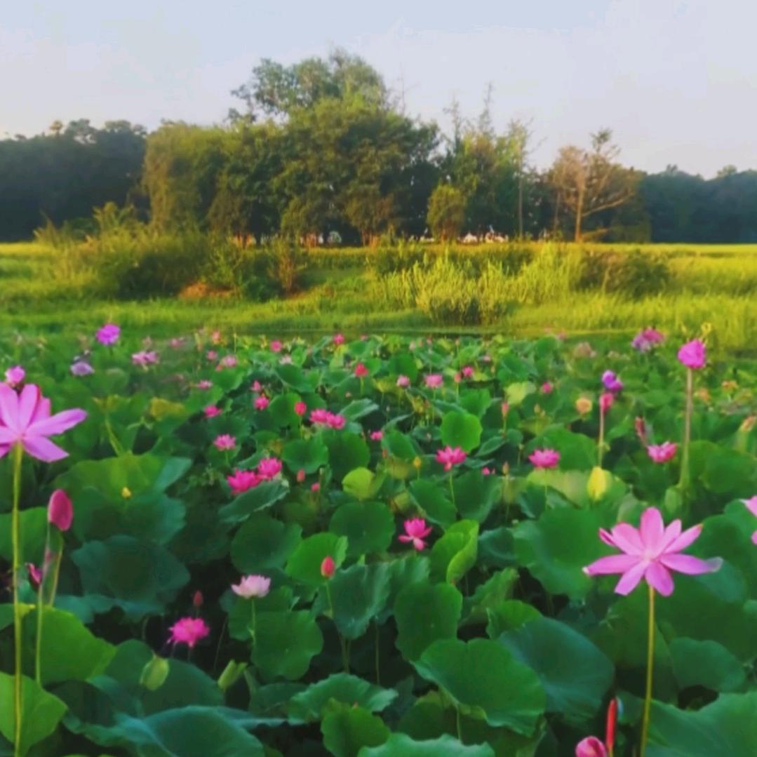 静谧时光🇨🇳