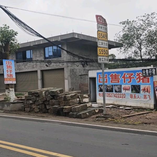 出售小猪江津白沙李市