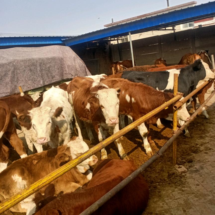 大史胖记牛羊肉