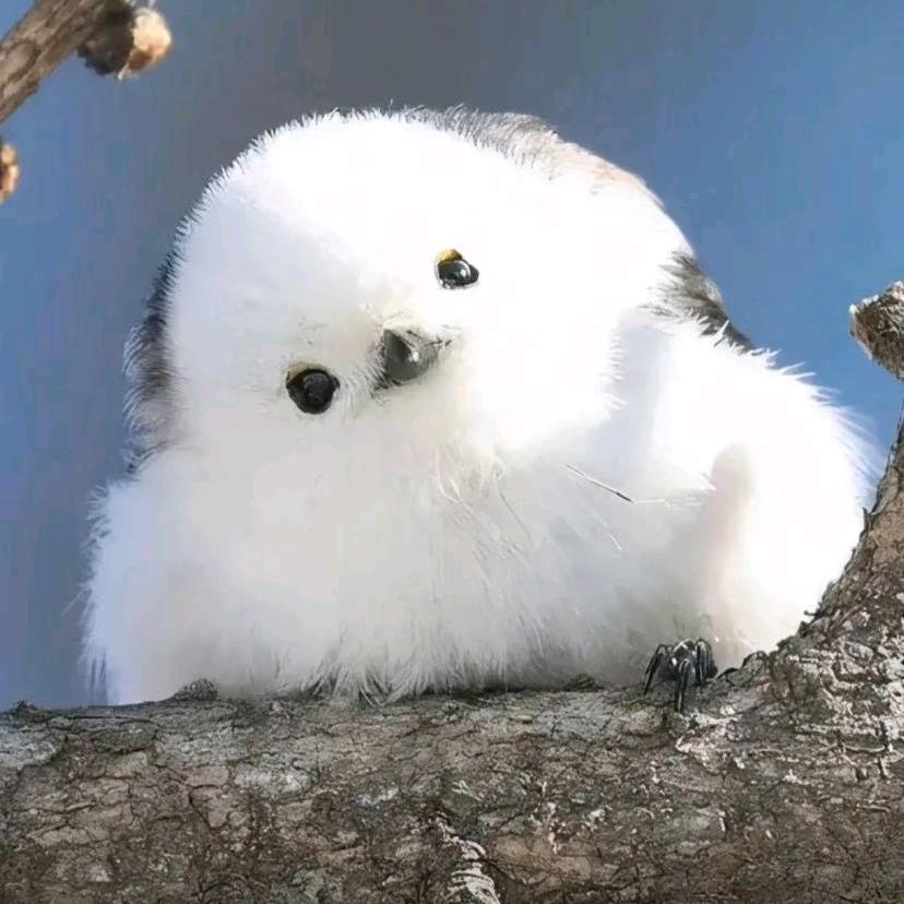 九衍（小全能）