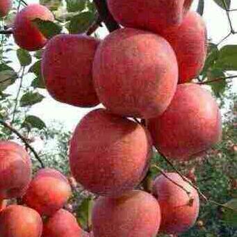 🍎🍎