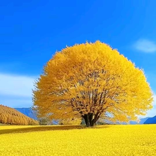 晚景兴隆