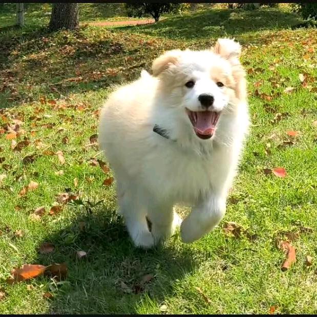 边牧（霖贝拉）