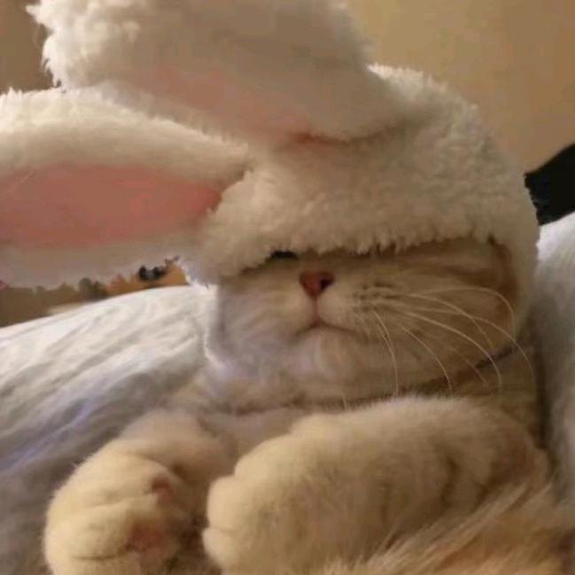 兔🐰