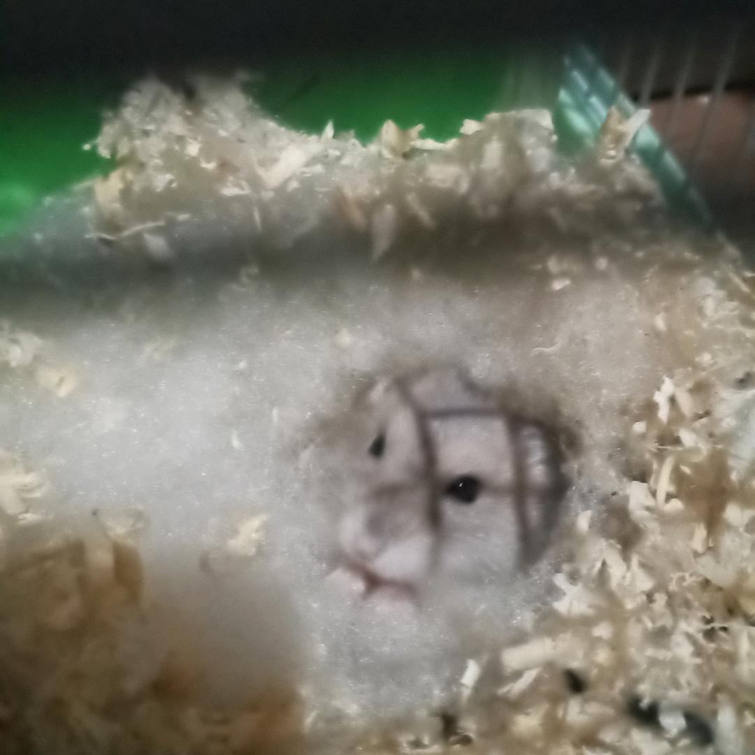 兰五