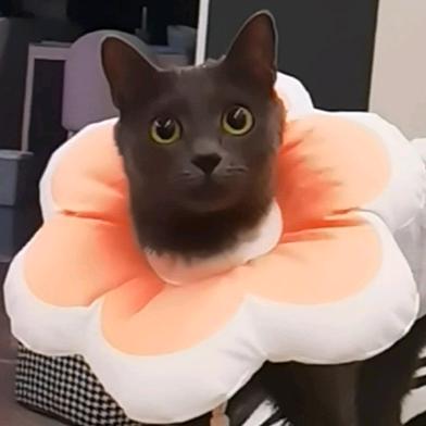 王豬迪